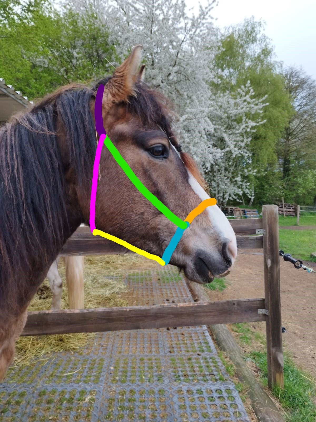 Knotenhalfter "Forest" - Whiskers and Whinnies