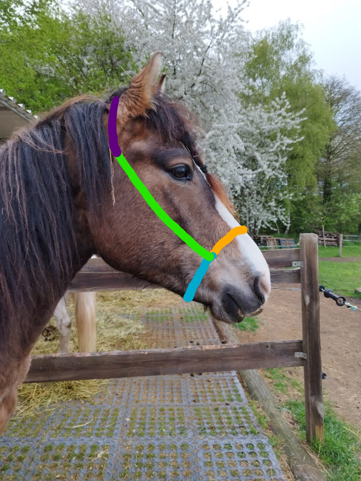 Knotenhalfter "Chocochip"