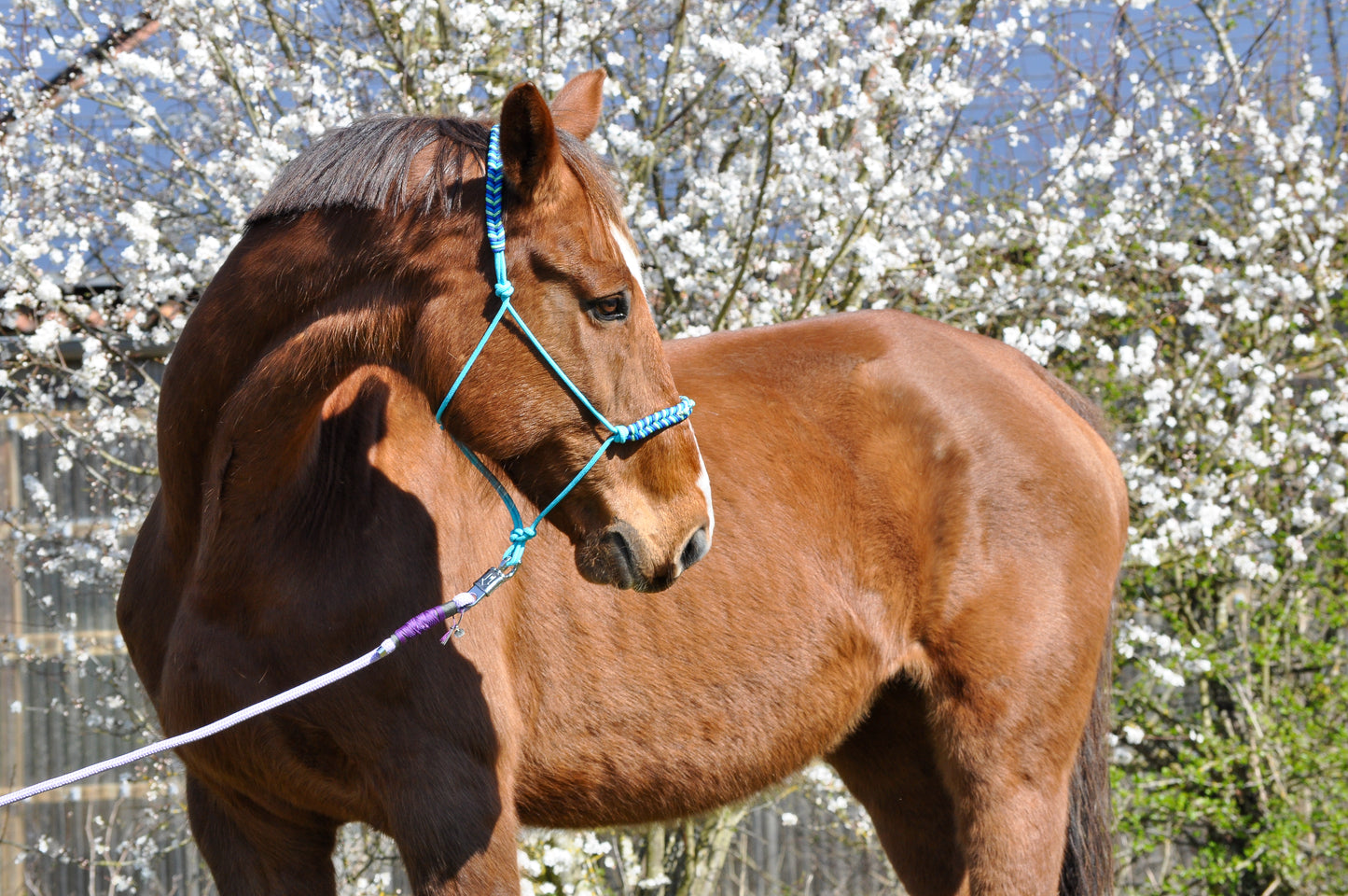 Knotenhalfter "Blueberry" - Whiskers and Whinnies