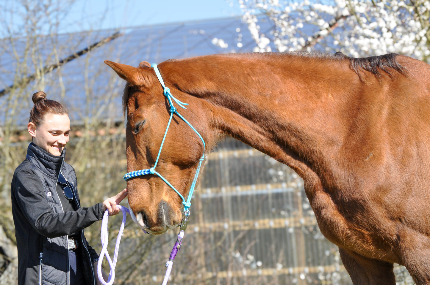 Knotenhalfter "Blueberry" - Whiskers and Whinnies